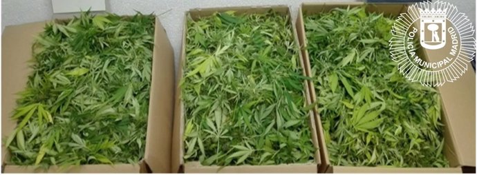 Policía Municipal interviene plantación de marihuana en Vicálvaro