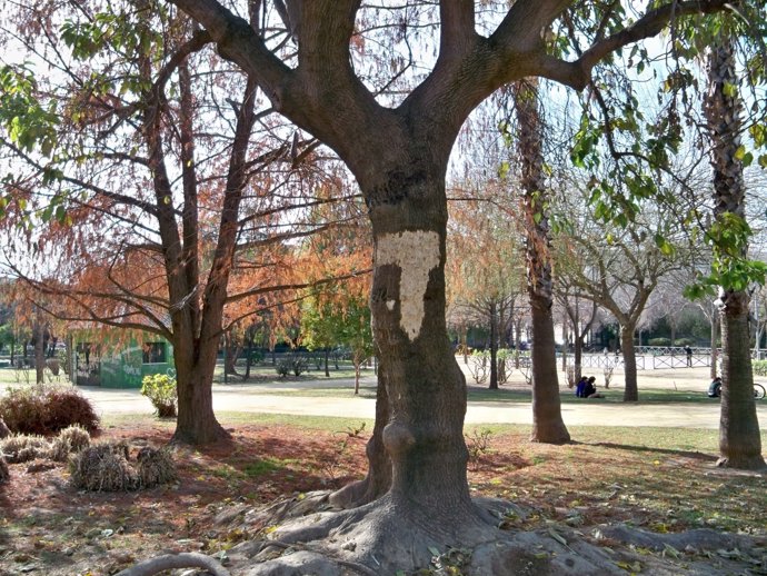 Árboles Del Parque José Celestino Mutis De Sevilla
