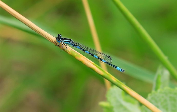 Caballitos del diablo y ciervos volantes 