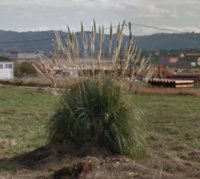 Principado y Ministerio de Medio Ambiente impulsarán una estrategia nacional contra el plumero de la pampa