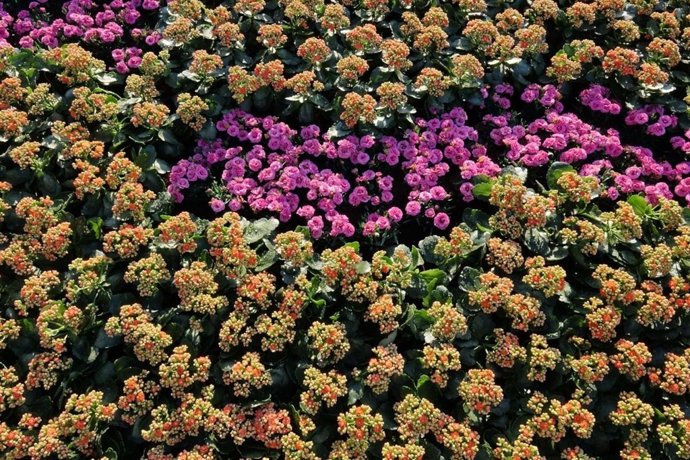 Imagen de uno de los parques con esculturas florales y jardines verticales