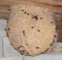 El Gobierno de Aragón desarrolla un Programa de actuación para la erradicación del avispón asiático