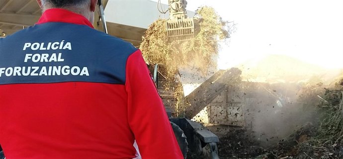 Destrucción de marihuana recogida en la Ribera