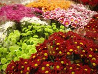 El crisantemo, la flor por excelencia en los cementerios el día de Todos los Santos, simboliza la eternidad