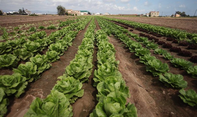 Producción agraria 