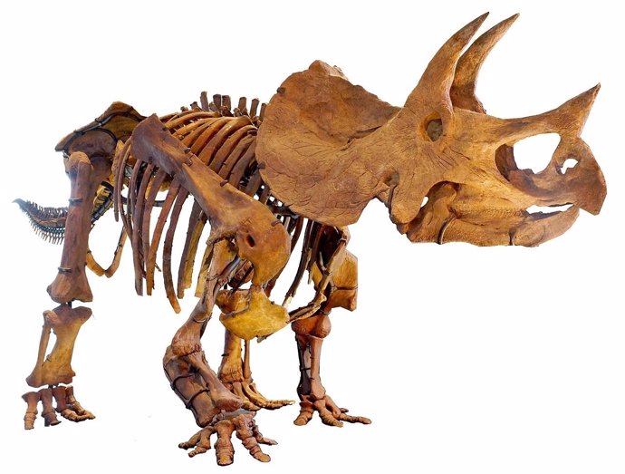 Esqueleto de Triceratops