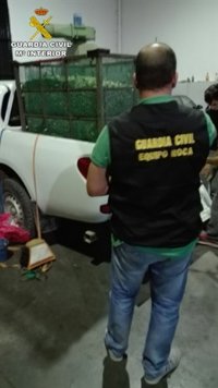 Siete investigados por hurtar entre 4.000 y 5.000 kilos de aceitunas en fincas de Arahal