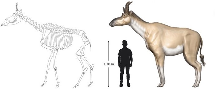Escala humano y nueva especie de jirafa