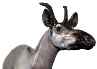 Una nueva especie de jirafa más pequeña que las actuales vivió en Madrid hace nueve millones de años