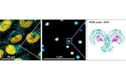 Se reveña el circuito eléctrico de la célula por primera vez