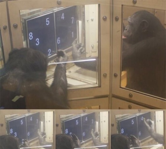 Chimpancés durante la prueba