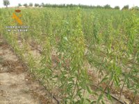 Un detenido y cuatro investigados por multiplicar material vegetal protegido con royalties