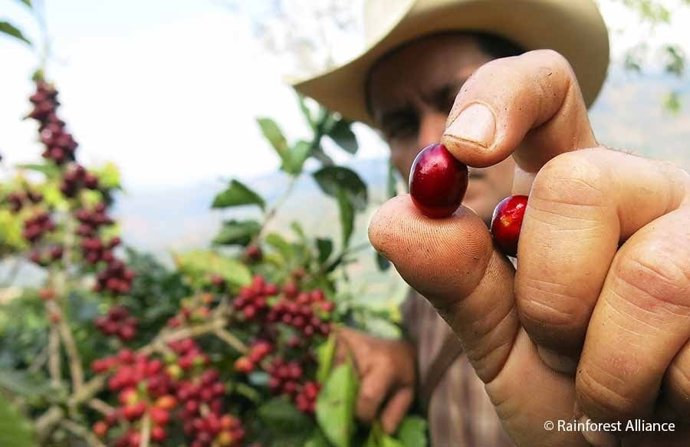 Cafeteros Rainforest Alliance