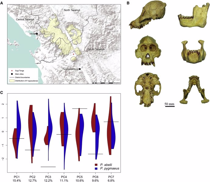 Crani i ubicació de la nova espècie d'orangutan