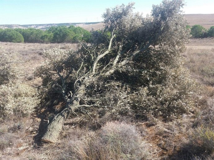 Palencia.- Una de las encinas cortadas