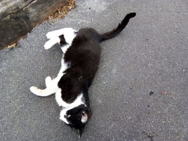 Gato callejero