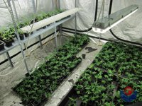 Desmanteladas dos plantaciones de marihuana en Barakaldo, con más de 1.500 plantas