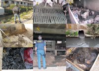 Guardia Civil investiga al propietario de una granja en Murcia por abandono animal y vertido de purines