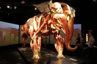 El Casino de la Exposición de Sevilla acoge desde el 1 de diciembre la exposición 'Animal Inside Out'