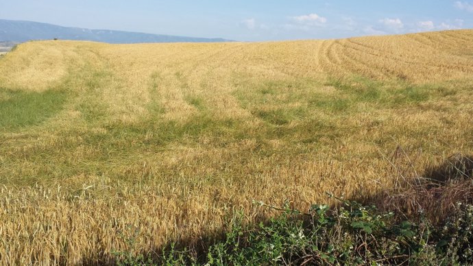 Campo de cereal