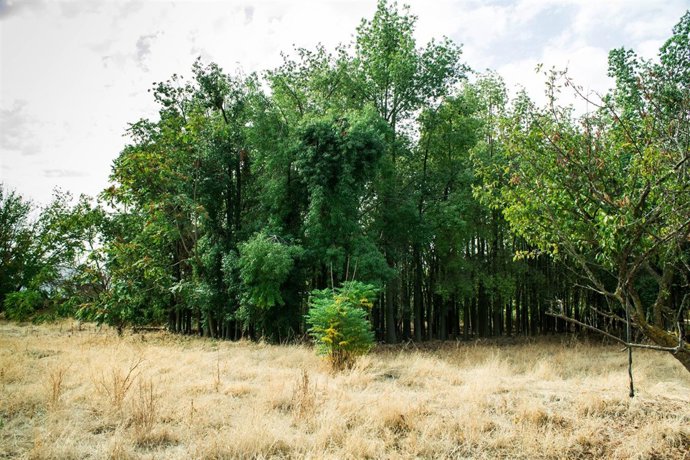 Vista de los terrenos del antiguo vivero