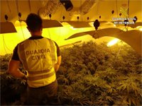 Desmantelan cinco plantaciones de marihuana en viviendas, dos ocupadas por menores de edad