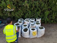 Incautados 135 kilos de marihuana y detenidas dos personas en Sanlúcar la Mayor
