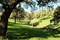 PSOE pregunta en Congreso si el Gobierno prevé algún proceso para cobro de la PAC tras la inclusión de dehesas