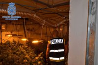 Intervenidas en Almería 830 plantas de marihuana a un clan dedicado al narcotráfico en El Puche