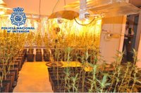 Once detenidos y 836 plantas incautadas a una red de cultivo de marihuana en Málaga capital