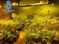 Detenido un hombre en Mérida por gestionar presuntamente una plantación de marihuana en su domicilio