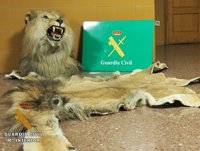 Sucesos.- El Seprona interviene en Miranda (Burgos) una piel de león y su cabeza naturalizada