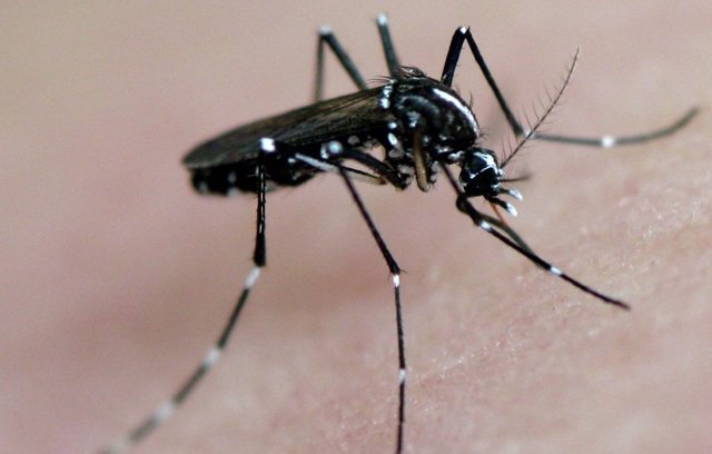 El Govern ofrece unas jornadas formativas sobre el mosquito tigre
