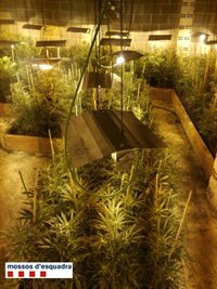 Cuatro detenidos por cultivar mil plantas de marihuana en Sant Martí de Llémena (Girona)