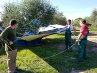 Un grupo de personas con discapacidad colaboran en la elaboración de aceite de oliva de Es Convent