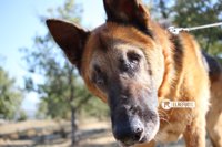 Rescatan a un perro ciego y desnutrido abandonado en un paraje de Berja (Almería)