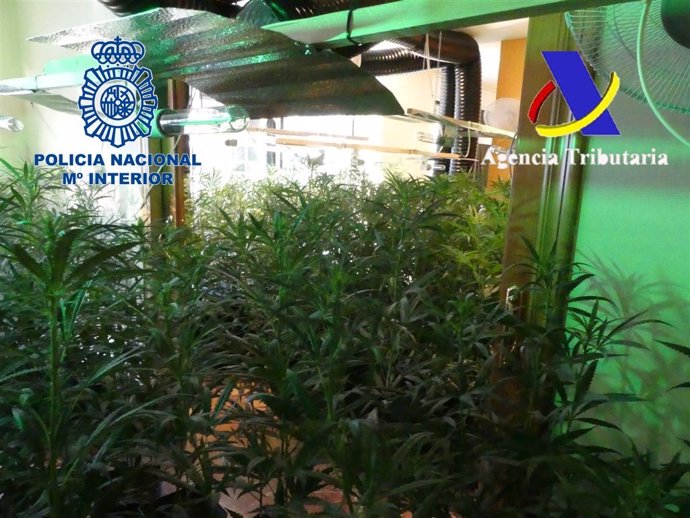 Plantas de marihuana confiscadas por la Policía Nacional