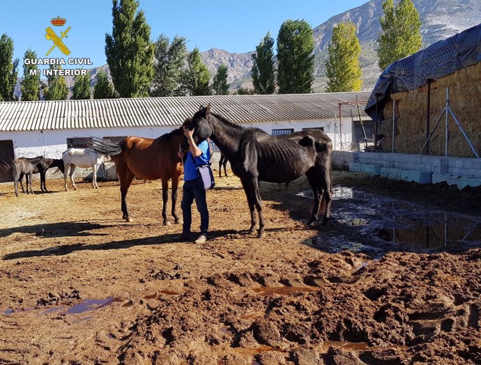  Explotación Ganadera Clandestina Con 90 Equinos En Dúrcal