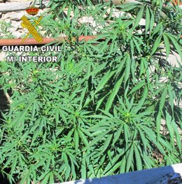 Plantas de marihuana decomisadas en Zamora