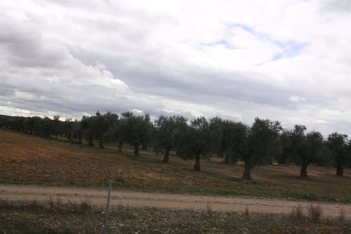 Olivos, Campo