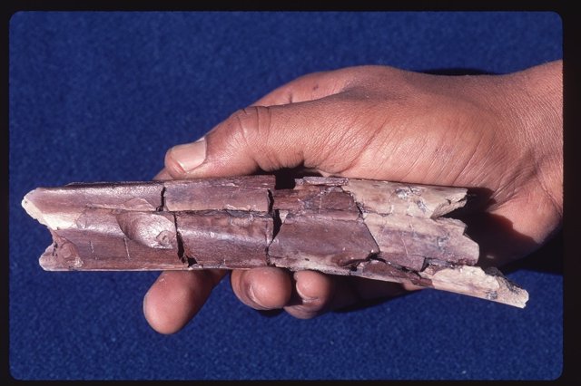 Marcas lineales en un hueso de ungulado de 2,5 millones de años