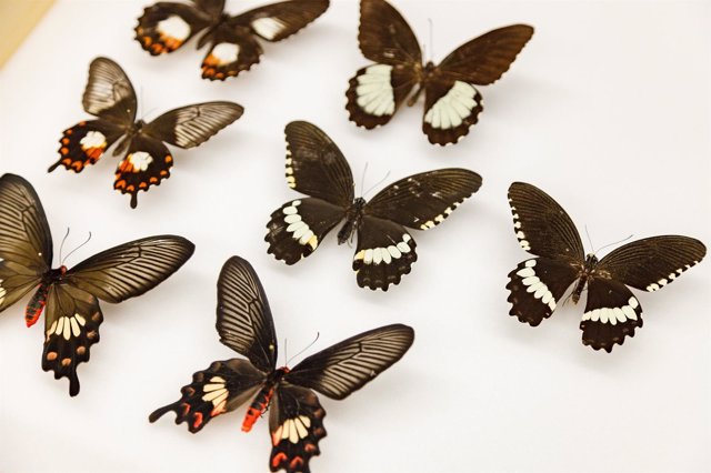 Mariposas