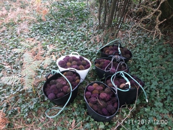 Intervenidos 131 kilos de erizo en un control contra el furtivismo en Corcubión
