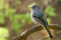 Aumenta la población de pinzones azules de Canarias tras los incendios de hace una década, según el CSIC