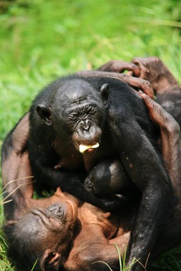 Hembra de bonobo abraza a una recién llegada al grupo