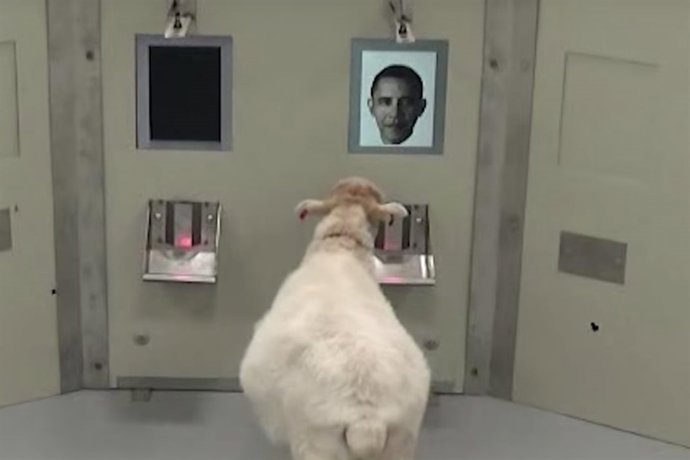Oveja reconociendo a Obama