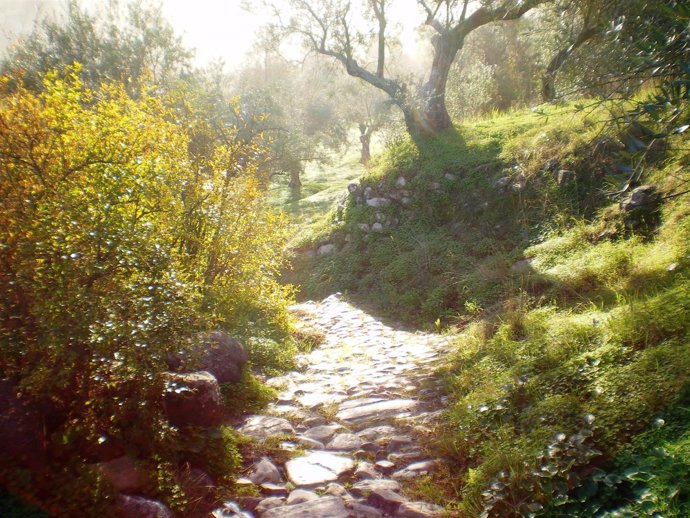 Gran Senda Málaga árboles naturaleza senderismo VITA paisaje 