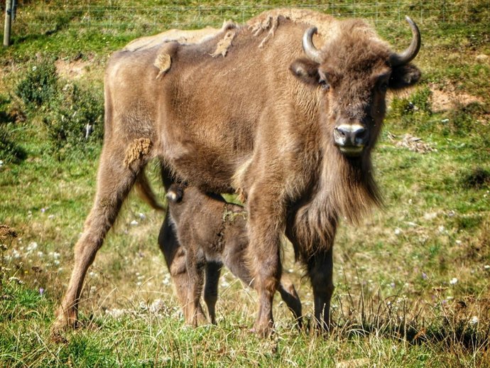 Primera cría de bisonte europeo del programa de recuperación en Lacuniacha