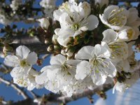 INTIA realiza unas jornadas sobre producción ecológica en fruticultura, cerezo y transición a cultivos hortícolas