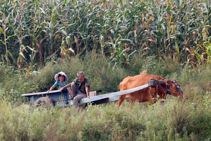 Campesinos norcoreanos